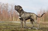 CANE CORSO 708